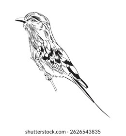 Pecho de lila Roller bird. Elemento de diseño. Ilustración de línea.