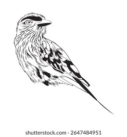 Pecho de lila Roller bird. Elemento de diseño. Ilustración de línea.