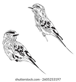 Lilac breasted Roller bird set. Design element. Line illustration.