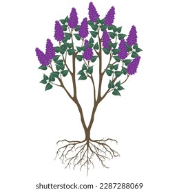 Lilac bush with flowers and roots on a white background.