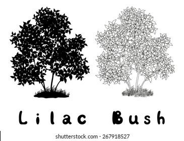 Lilac Bush with Leaves and Grass Black Silhouette, Contours and Inscriptions Isolated on White Background. Vector