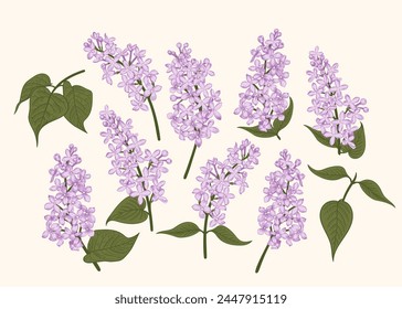 Lilac. Collection of lilac branches. Spring botanical poster with lilac flowers. Vector illustration. Linear art style.