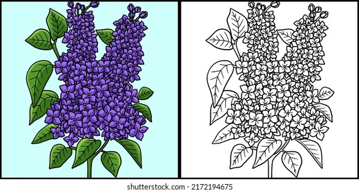 Lilac Flower Coloring Page Colored Illustration