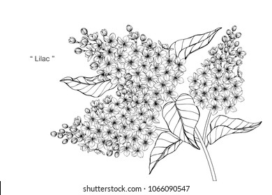 Lilac Flower Drawing Illustration. Black And White With Line Art On White Backgrounds.