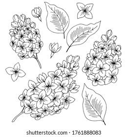 Lilac Flower Graphic Black White Isolated Sketch Set Illustration Vector