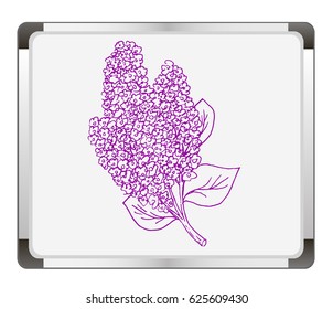 Lilac flower on flip chart background. Free hand drawn. Vector illustration. 