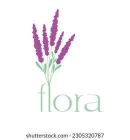 Lilac flower on a white background hand-drawn in a vase