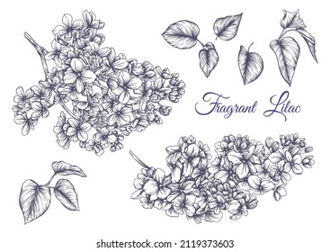 Premium Vector  Sketch of a flowering twig of lilac