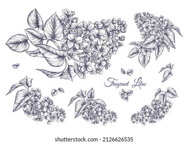 Flor de lagarto ambientada en un dibujo botánico clásico. Ilustración vectorial. Aislado sobre fondo blanco.