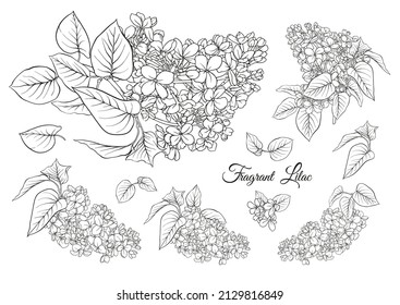 Lilac flower set in botanical classical drawing. Vector illustration. Isolated on white background. svg