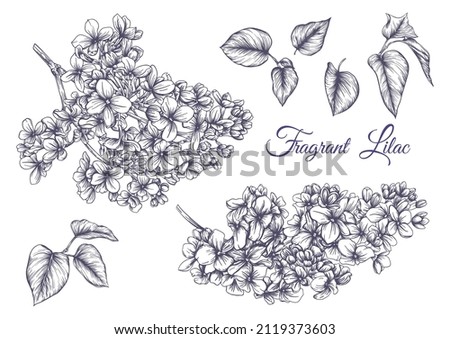 Lilac flower set in botanical classical drawing. Vector illustration. Isolated on white background.