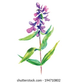 Lilac flower. Vector floral illustration.