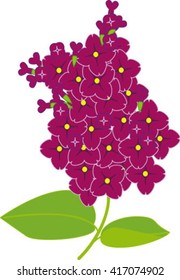 lilac, flower, vector illustration