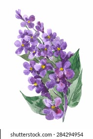 lilac flowers
