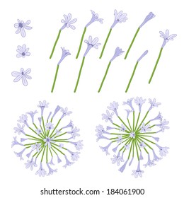 lilac flowers background