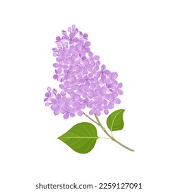 Lilac flowers isolated on white background. Vector cartoon illustration of Lilac branch with green leaf. Blooming spring plant. Botanical design element. svg