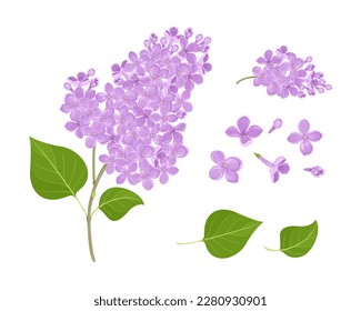 Lilac flowers set.  Vector cartoon illustration of Lilac branch with green leaf. Floral design element. svg