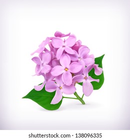 Lilac Flowers, Vector