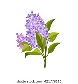 Lilac Hand Drawn Realistic Flat Vector Illustration In Artistic Painting Style On White Background