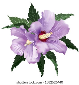 Lilac hibiscus flowers, vector illustration on white background, imitation of watercolor painting.