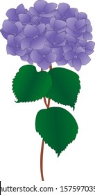 lilac hydrangea flower with leaves