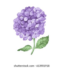 Lilac hydrangea flowers isolated on white background. Hand drawn watercolor drawing.  Botanical vector illustration.
