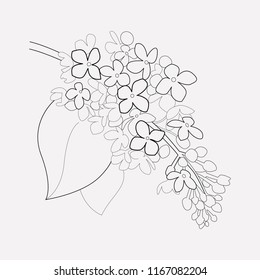 Lilac icon line element. Vector illustration of lilac icon line isolated on clean background for your web mobile app logo design.