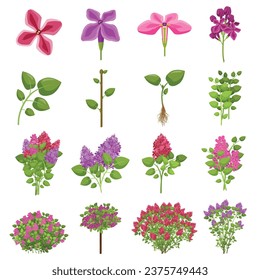 Lilac icons set cartoon vector. Blossom plant. Flower spring botany