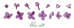 Lilac. Individual Lilac Flowers For Scrapbooking. Light And Realistic Colors For Design. Spring Elements For Romantic Illustrations. Hand-drawn