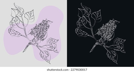 Lilac inflorescences with chalk on two different backgrounds