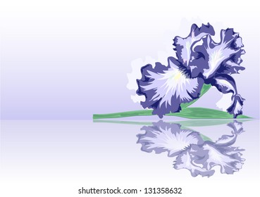  	 Lilac iris with cut stems of lies and is reflected on the surface.
