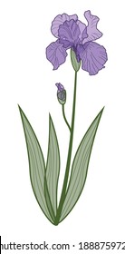 Lilac iris flower on white background, hand drawing