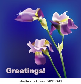 Lilac iris on a blue vector background