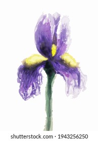 lilac iris on a white background, the watercolor illustration in vector
