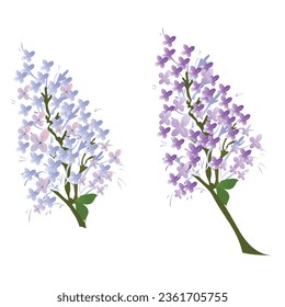 lilac isolated vector illustration on white background