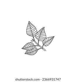Lilac leaves Black outline. Hand drawn doodle icon illustration isolated on white background