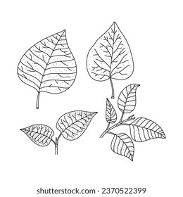 Lilac leaves set. Hand drawn doodle icon illustration isolated on white background