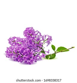 Lilac low poly. Beautiful fragrant flowers. Wonderful Flowers. Elements for label design. Lilac in triangulation technique.