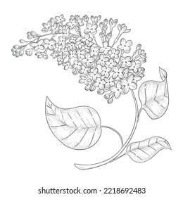 Lilac outline vector botanical illustration