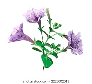 lilac petunia flowers on a branch on a white background, botanical vector illustration