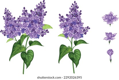 Flor de lilo de lino y púrpura en patrón botánico clásico. invitación a la boda, tarjeta con lilac. Flores de primavera. Delicada rama aromática de lila púrpura. Ilustración vectorial. Aislado sobre el fondo blanco