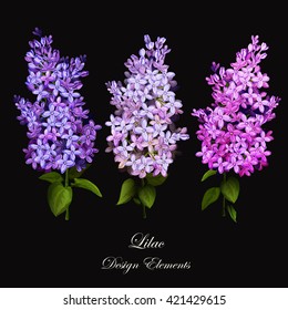 Lilac. Set of three different lilac with leaves. 