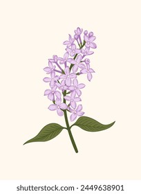 Lilac. A sprig of lilac on a white background. Vector  vintage illustration. Linear art style.