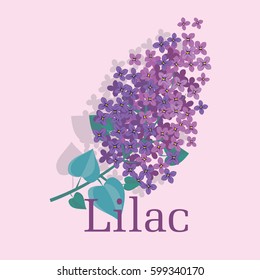 Lilac spring blossom vector illustration. Floral branch of violet blooming for cards, header, invitation, print.
