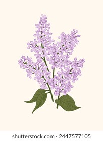 Lilac. Spring bouquet with lilacs. Vector botanical illustration. Linear art style.