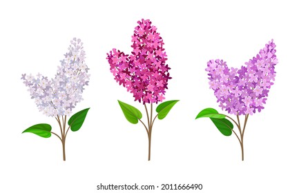 Lilac or Syringa Flowers with Showy Aromatic Blossom on Stem Vector Set