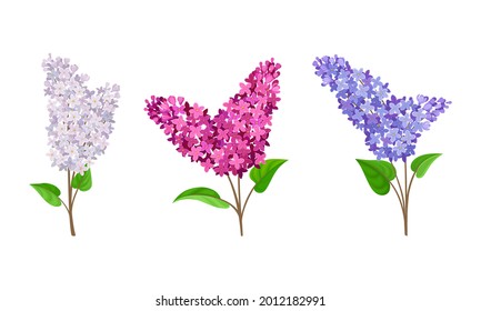 Lilac or Syringa Flowers with Showy Aromatic Blossom on Stem Vector Set