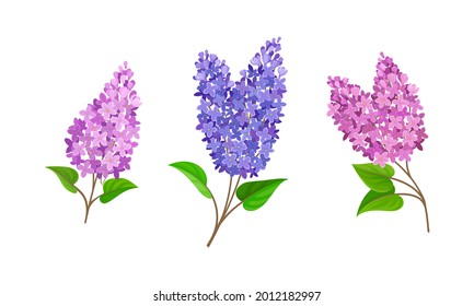 Lilac or Syringa Flowers with Showy Aromatic Blossom on Stem Vector Set