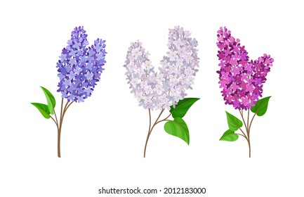 Lilac or Syringa Flowers with Showy Aromatic Blossom on Stem Vector Set