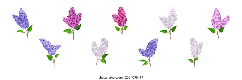 Lilac or Syringa Flowers with Showy Aromatic Blossom on Stem Vector Set